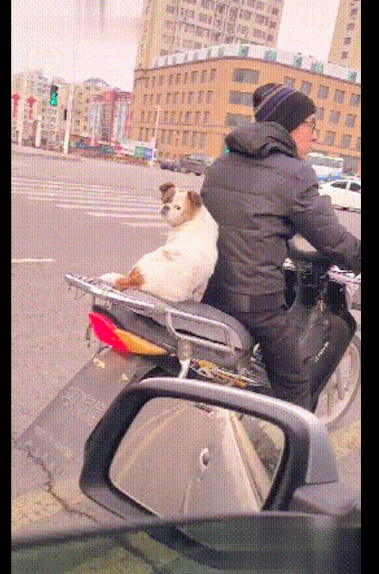 狗狗坐在摩托車的後座上，還回頭看網友一眼，回眸一笑百媚生呀！ 未分類 第3張