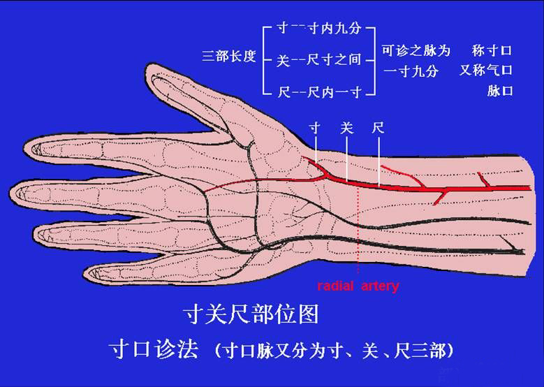 把脉到底是什么原理_幸福是什么图片(2)