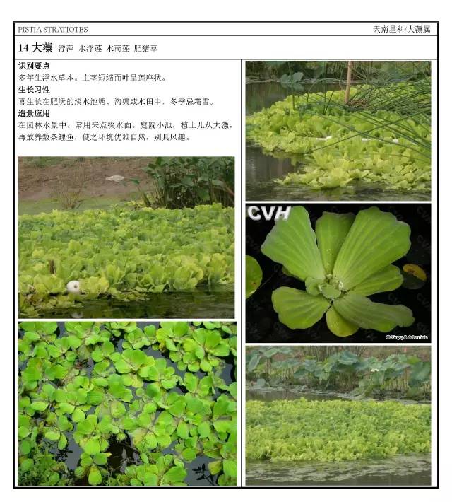 园林植物16种园林常用水生植物分类