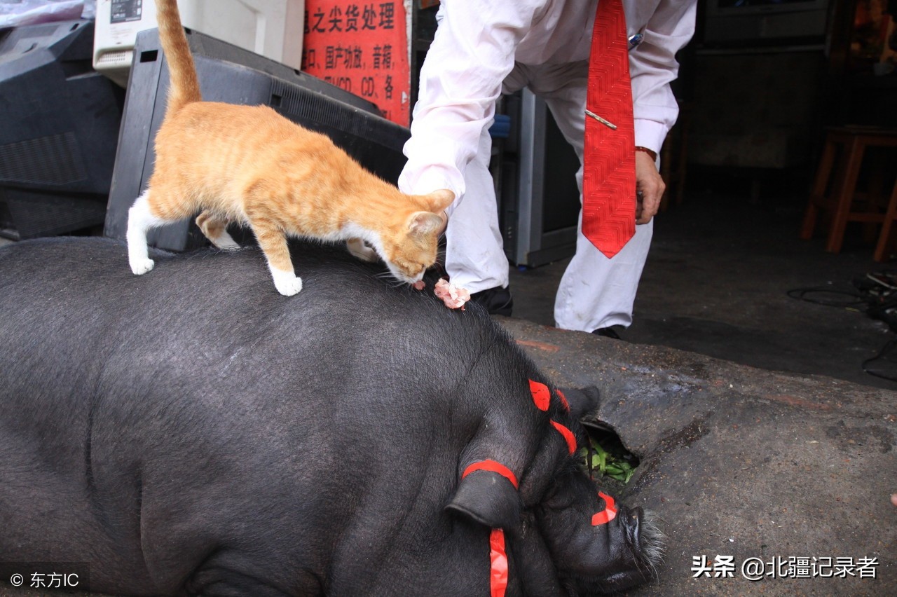 宠物猪长成400斤大肥猪,胖到找不到眼,头上绑红绸成"发财猪"