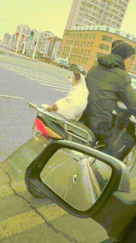 狗狗坐在摩托車的後座上，還回頭看網友一眼，回眸一笑百媚生呀！ 未分類 第2張