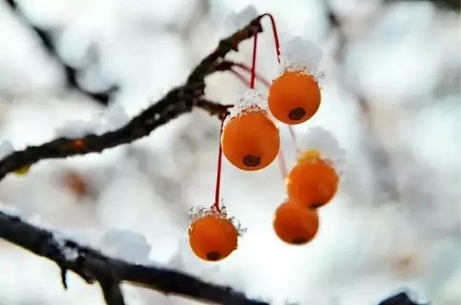 梅花吐尽溪头雪 次韵邦伯达春寒 宋·周紫芝 岭外梅花使已来 江南