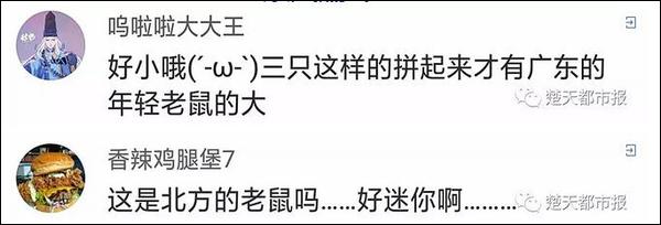 紮心了…地鐵內一只老鼠笑翻網友 未分類 第14張