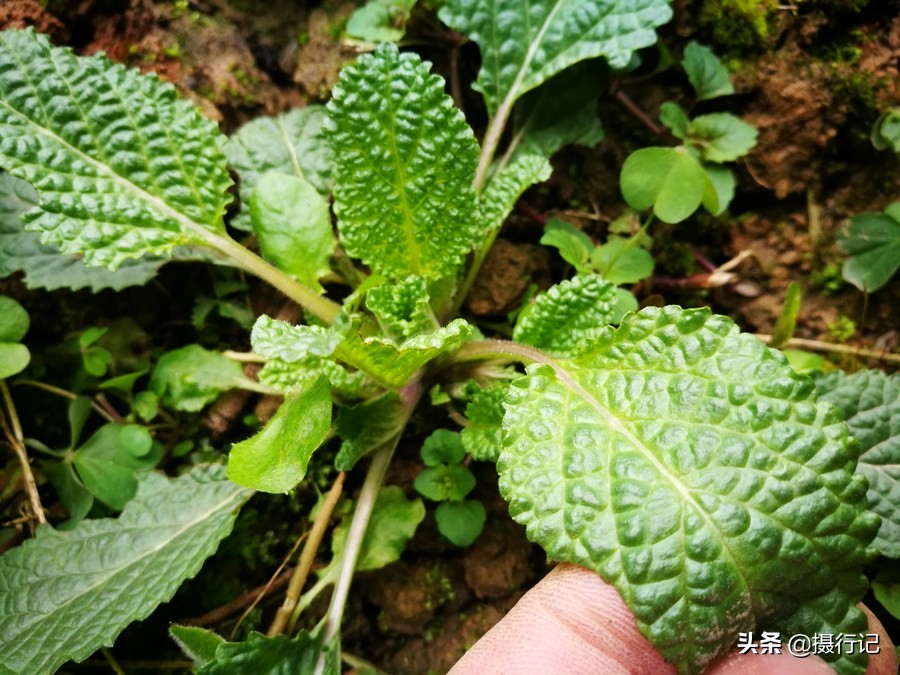 荒野间一种野草,叶片形似癞蛤蟆外皮,您可认识?治疗咳嗽有特效