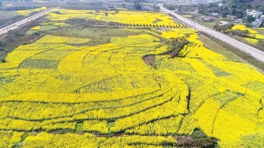 油菜花开了最全赏花地图来了周末就约