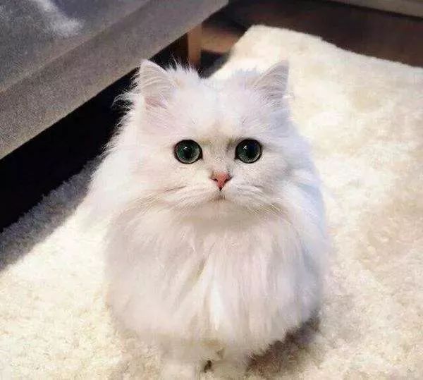 波斯猫属于长毛猫,长相可爱,性格温顺,比较亲人.