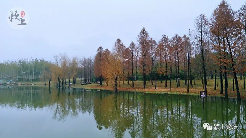 颍上初春湿地景色美