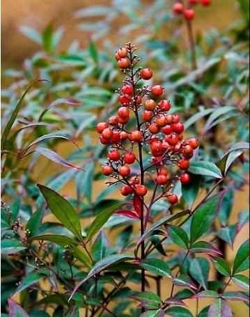 新手養(yǎng)花 ｜ 分享50種常見花卉綠植的養(yǎng)護(hù)指南，收藏！