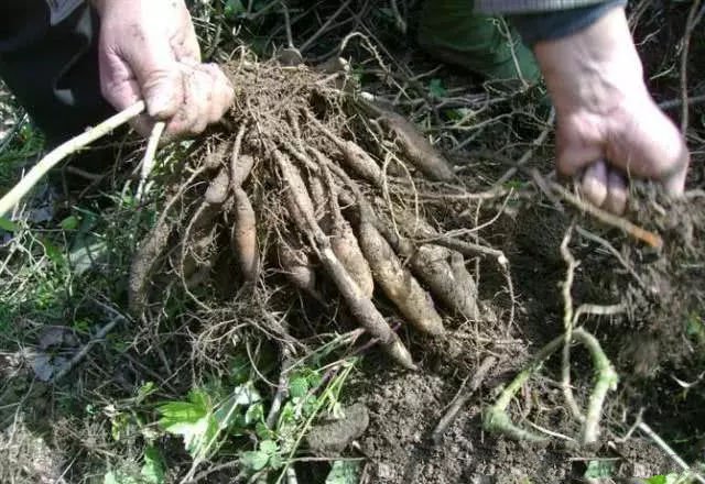 [遇上就走运了,可是名贵"三百棒",根茎能卖400元一斤] 三百棒