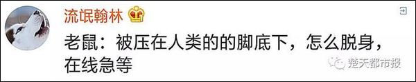 紮心了…地鐵內一只老鼠笑翻網友 寵物 第13張