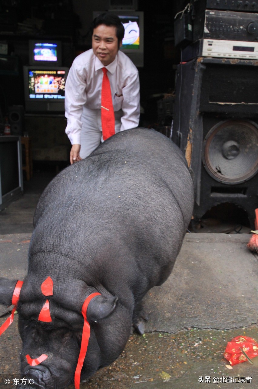 宠物猪长成400斤大肥猪,胖到找不到眼,头上绑红绸成"发财猪"