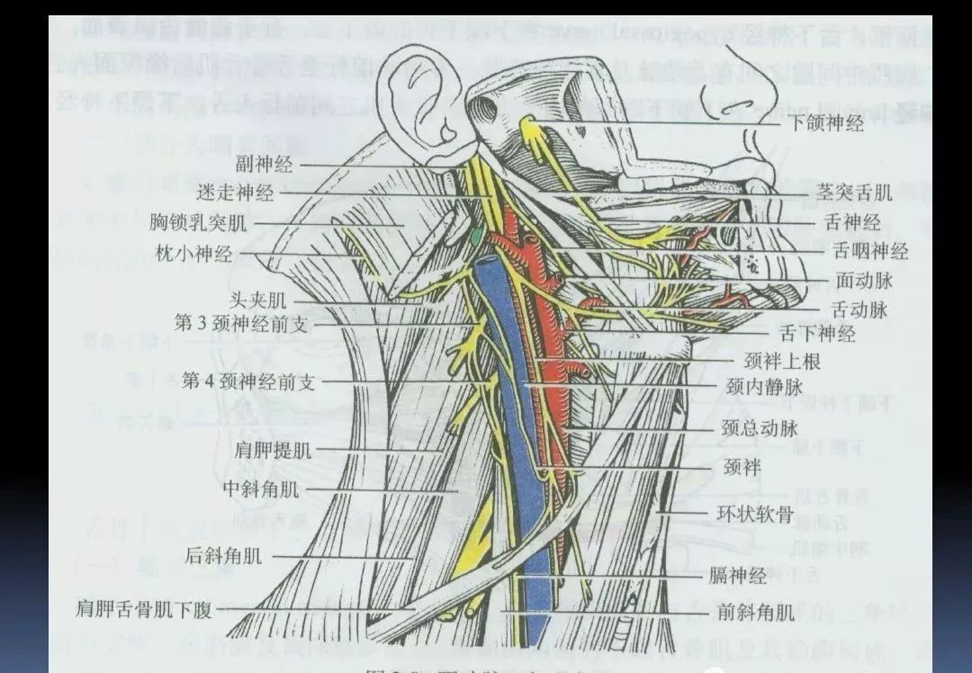 【干货】3d动画详解颈椎结构,颈部解剖课件