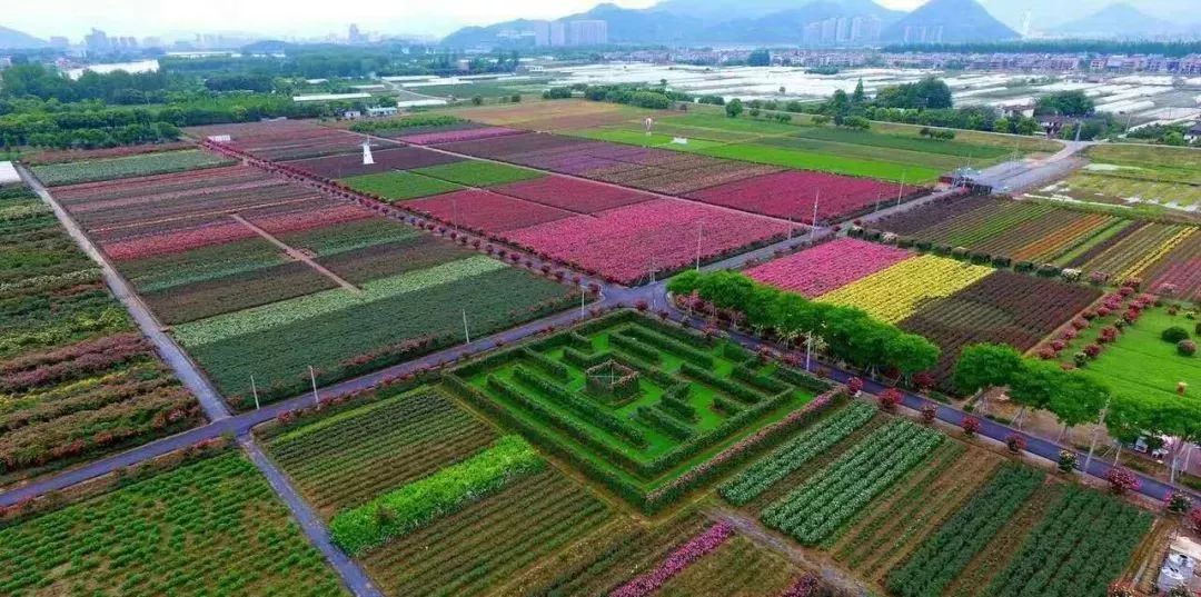 新沙岛草莓