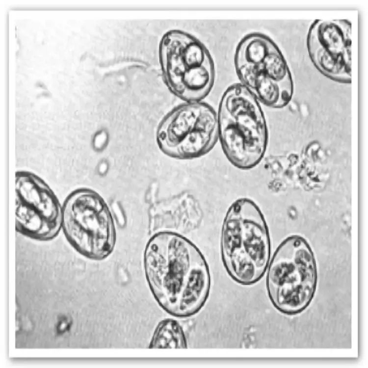 一例兔子球虫病的综合防治_粪便