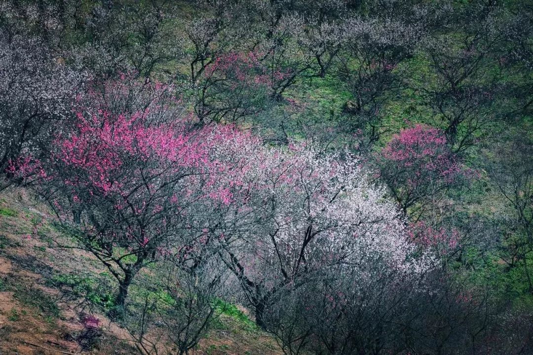 2/3探秘安吉"塞外"梅花沟,赏千亩梅林盛景(含餐腐败版)