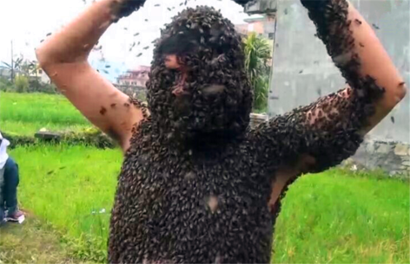 他花十年时间饲养蜜蜂终日与蜜蜂为伍浑身挂满蜜蜂仍毫无惧色