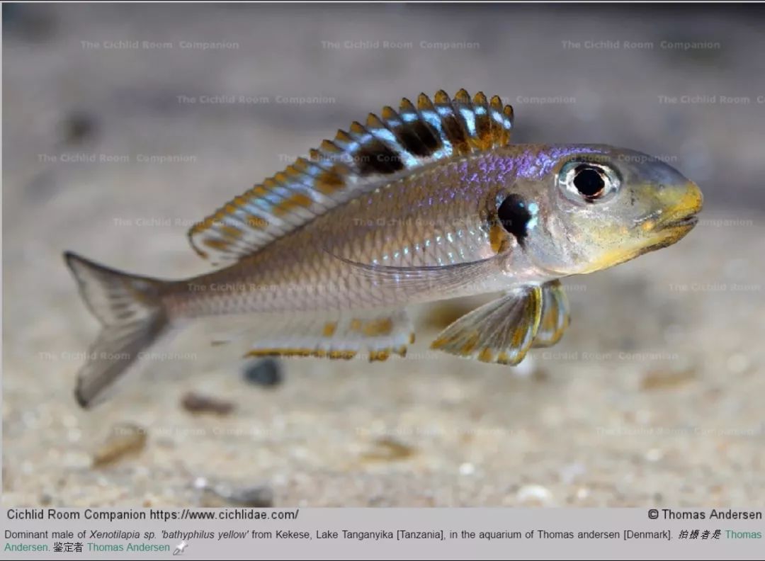 "spilonotus tanzania"红顶阿芙拉cynotilapia zebroides白化蓝茉莉