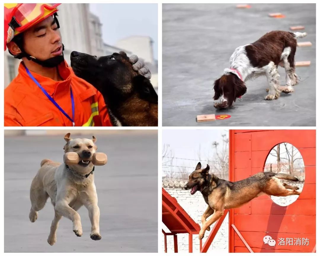 血迹搜索,箱体搜救,废墟搜救,野外追踪6个项目,按照"一人一犬"标准