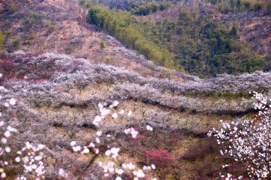 在浙江安吉杭垓镇深深的山坳里 传统赏梅之地像超山,灵峰的梅花是