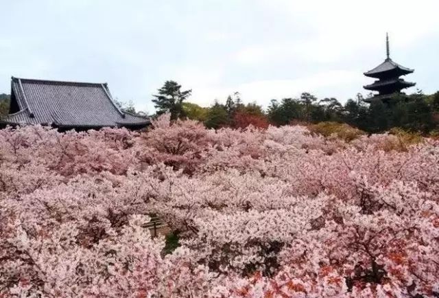 「酷游纪」2019樱花季花期预测,日本最美樱花