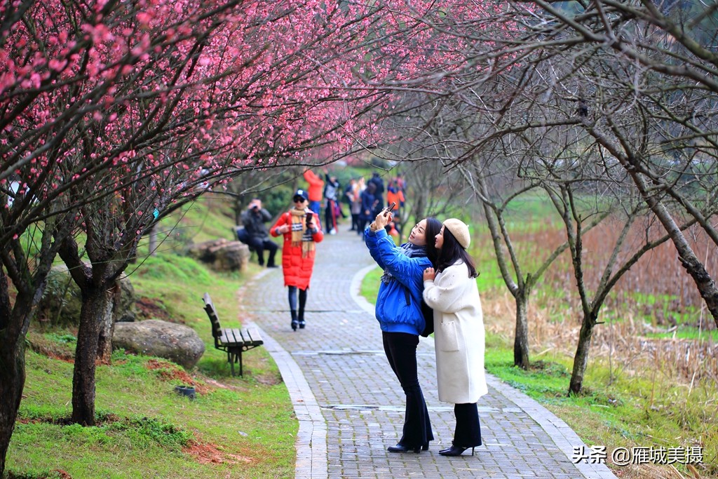 湖南衡阳:南湖公园梅花竞艳,大批市民前往赏花寻春