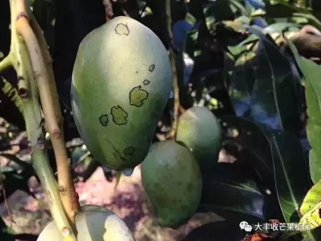 芒果露水斑都说难搞定,他的预防经验可参考!