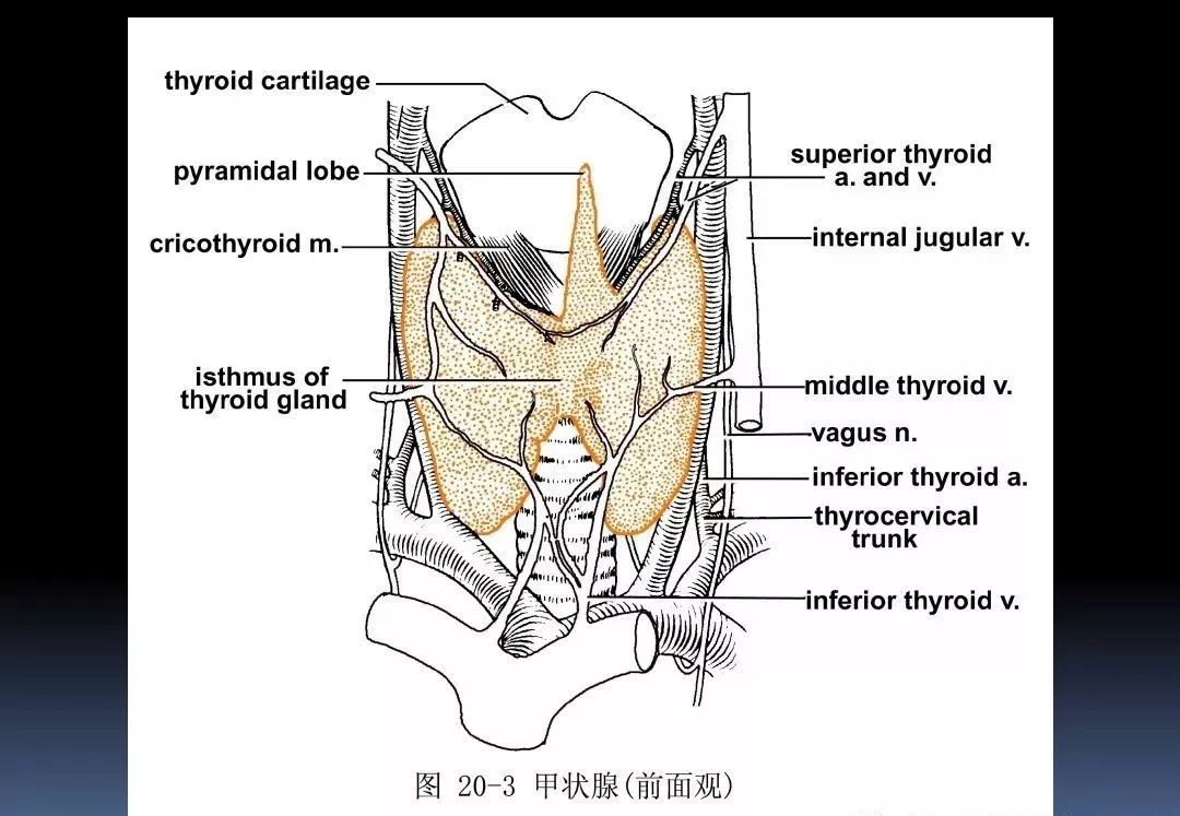 干货3d动画详解颈椎结构颈部解剖课件