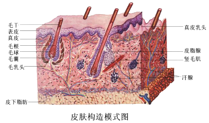 洗脸前必须搞懂脸部皮肤的生理机制是什么,这是一张皮肤结构图