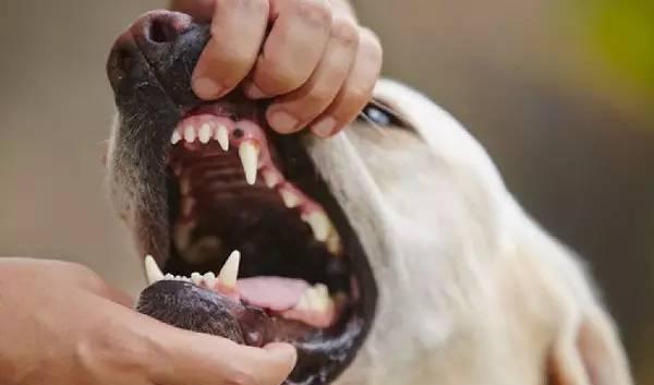原創
            辟謠！狗狗牙齦疾病是小事？最容易被忽略的口腔疾病也有致命風險 未分類 第2張
