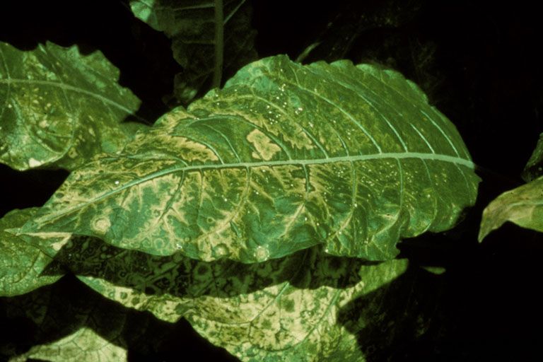 后者比如烟草花叶病毒,只会寄生在植物体内,引起植物患病,造成农作物