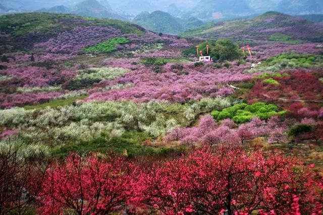 成行!【恭城桃花】3月2-3日 邂逅恭城十里桃花 梦回黄姚旧日时光