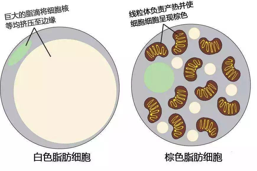 肠道脂肪图片