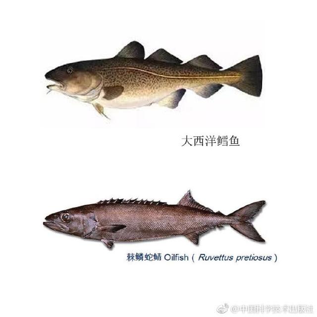 起底传说中的“油鱼”，很多被冒充为“鳕鱼”