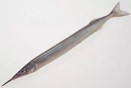 颜值:箴鱼长得类似儵鱼,嘴巴像针.