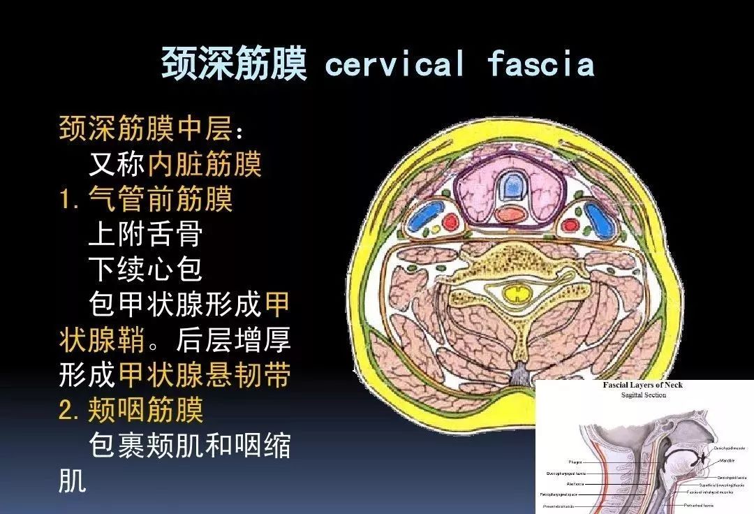 干货3d动画详解颈椎结构颈部解剖课件