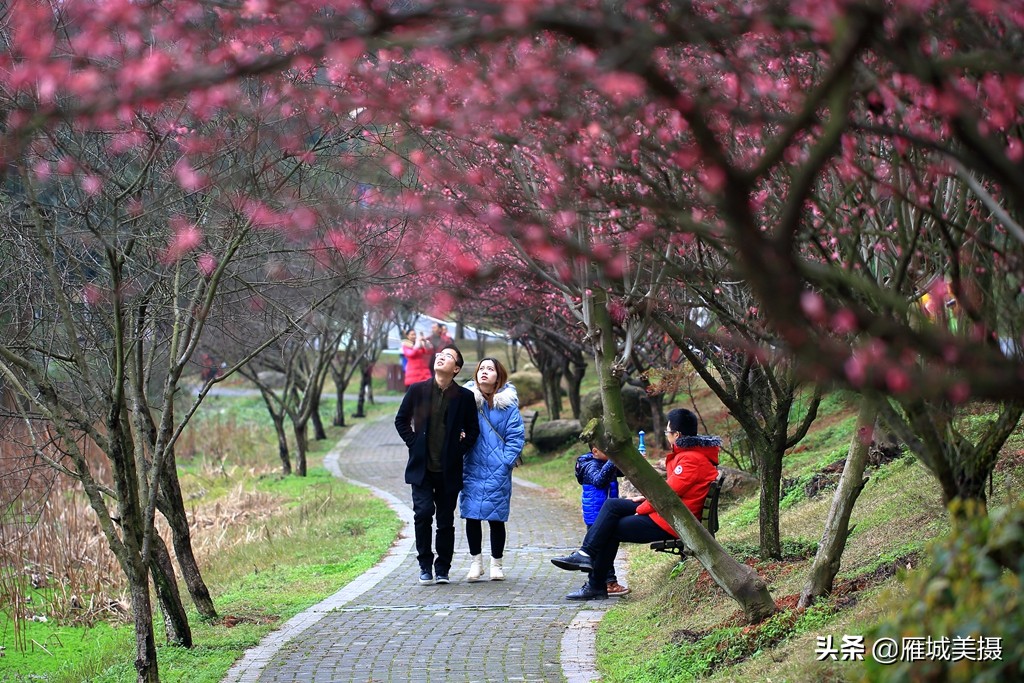 湖南衡阳:南湖公园梅花竞艳,大批市民前往赏花寻春