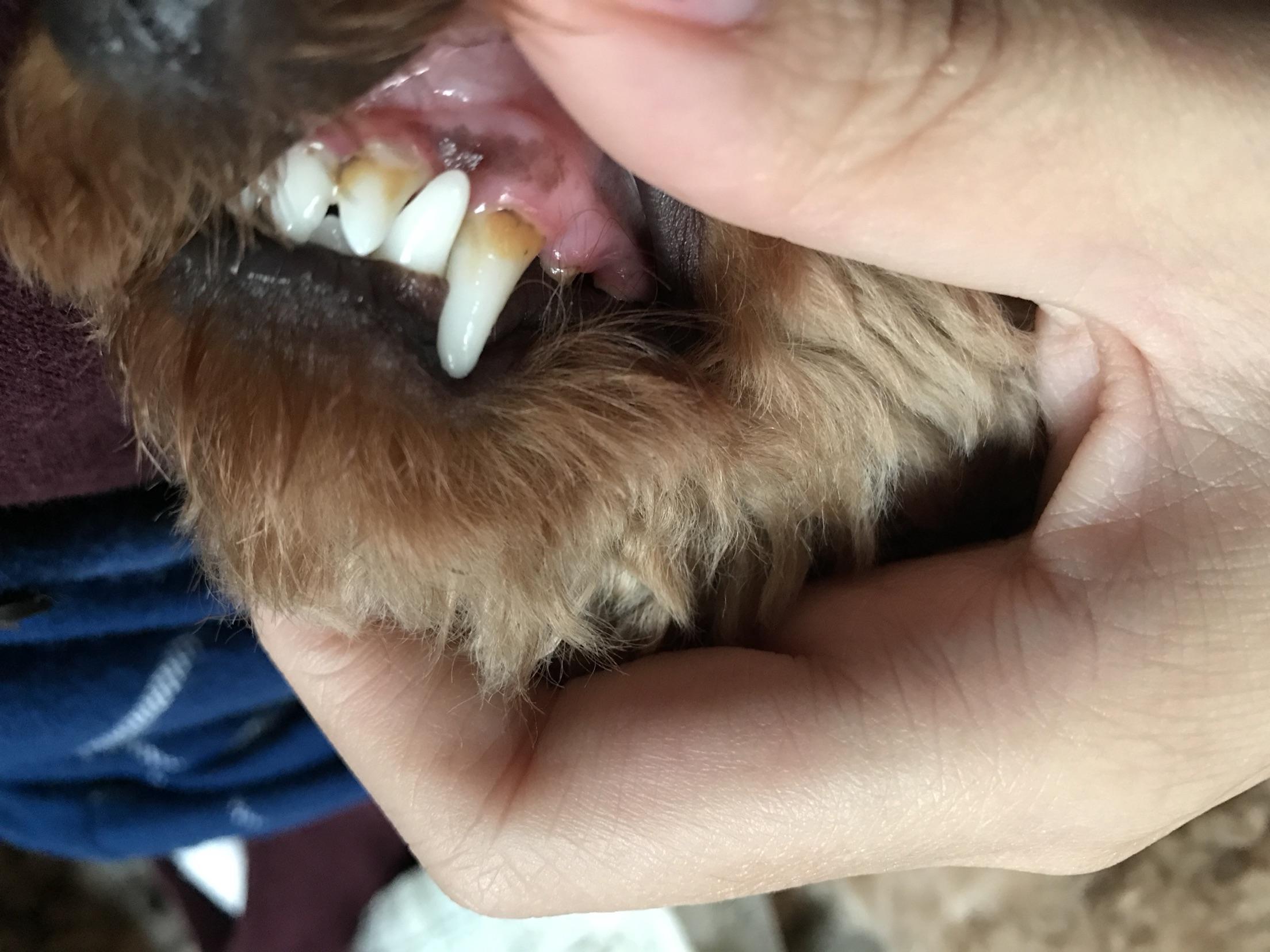 原創
            辟謠！狗狗牙齦疾病是小事？最容易被忽略的口腔疾病也有致命風險 寵物 第3張