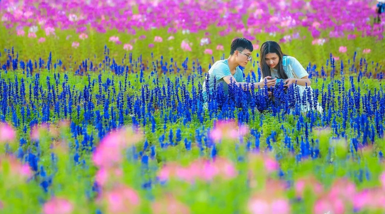 15000㎡主题花海开放20天快来