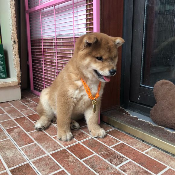 原創
            柴犬弟弟從小就胖，長大後得變成一個大胖子 寵物 第2張