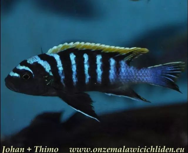 "hara"四大必备阿芙拉之一超级宏基王子labidochromis sp.