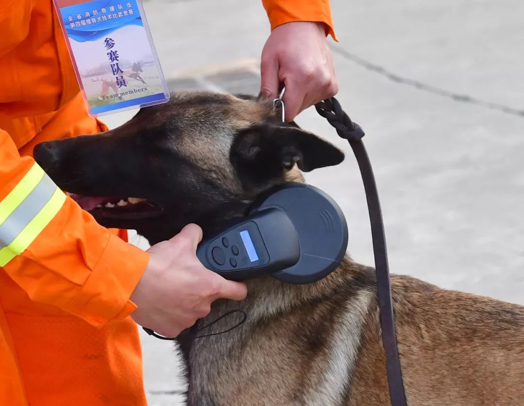 神犬奇兵 | 洛阳消防喜获全省搜救犬比武团体第一名