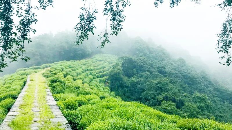 云居山人口_云居山真如禅寺(3)