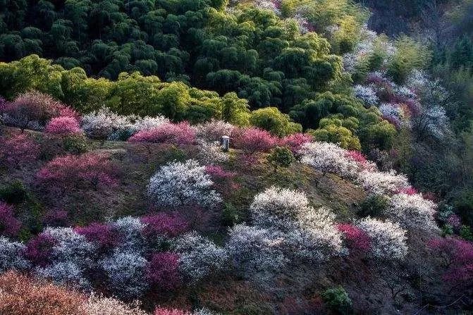 梅花季‖3.2/3探秘安吉"塞外"梅花沟,赏千亩梅林盛景(含餐腐败版)