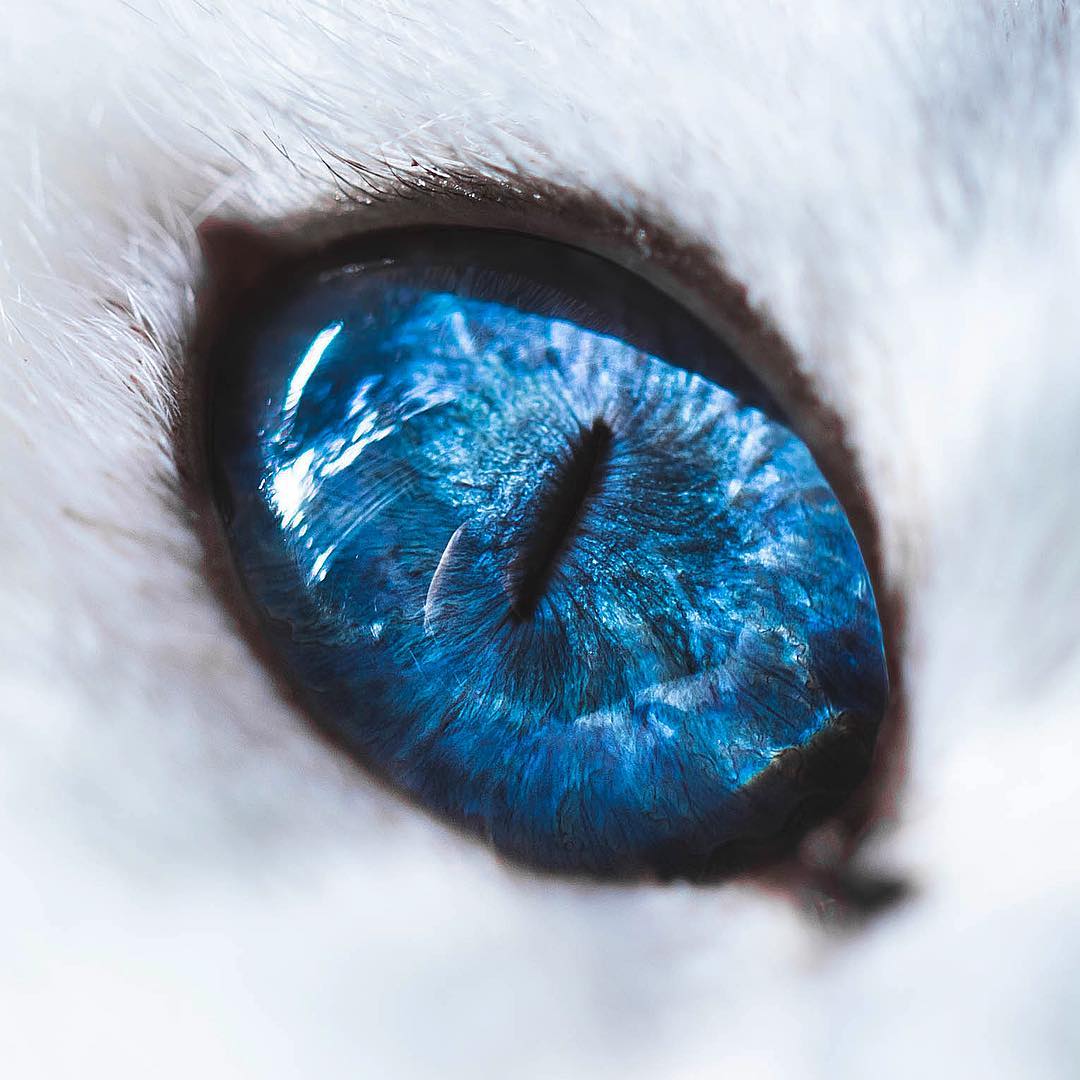 这只猫的眼睛实在是太美了,只看一眼就深深着了魔