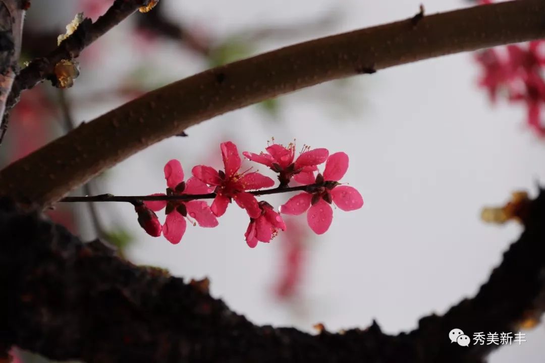 新年好简谱曲谱视唱