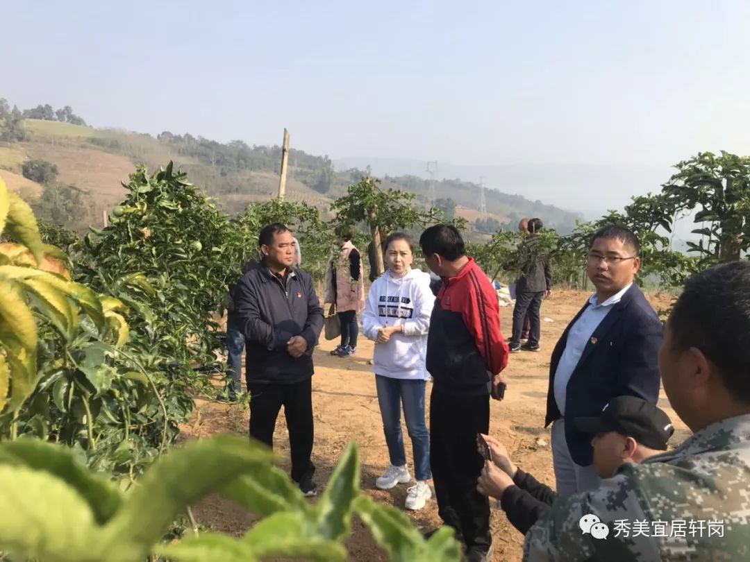 芒棒人口_棒芒草图片