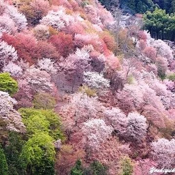 奈良吉野山