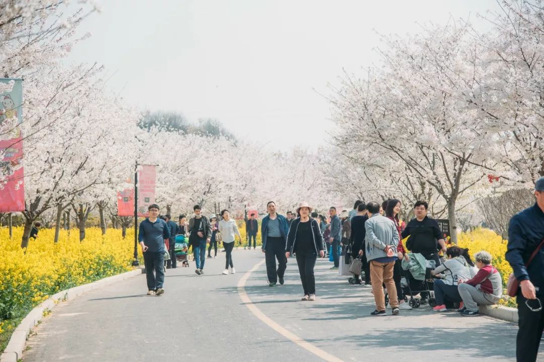 看樱花荣归故里,香染黄河两岸