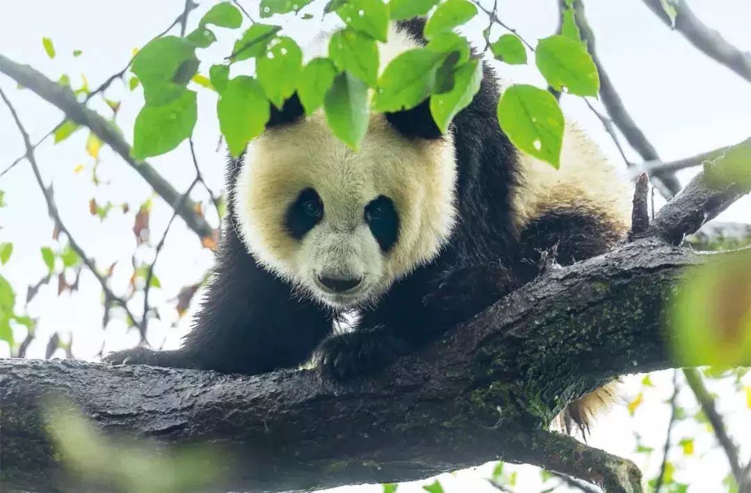 荐书|自然摄影绝非是一种"狩猎式"的摄影