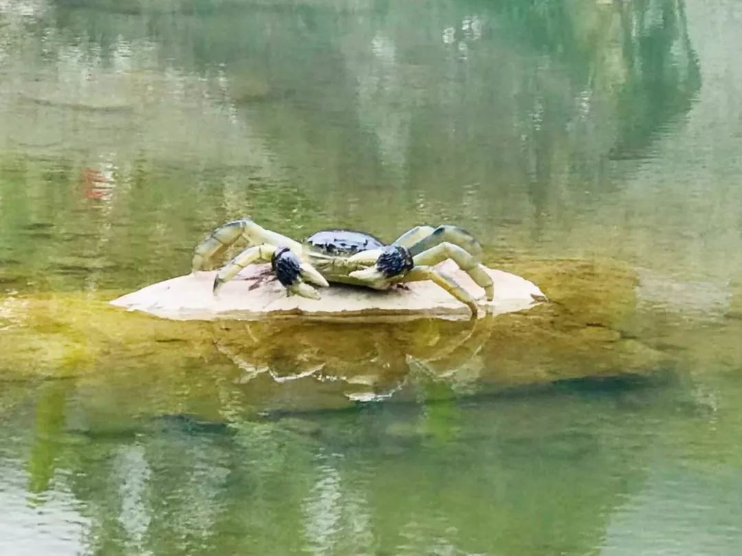 福州又一絕美小眾路線，古村、花海、千年古剎...約起來！ 旅遊 第10張